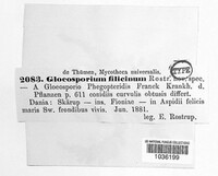 Gloeosporium filicinum image